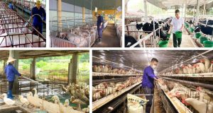 cung cap nhan vien chan nuoi